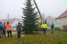 Příprava vánočního stromu 2016